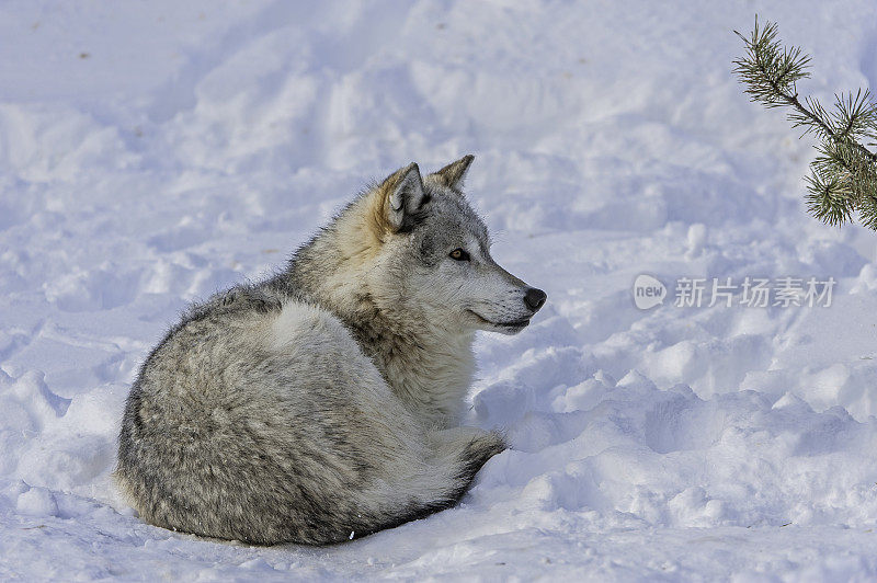 灰狼或灰狼(Canis lupus)是一种犬科动物，原产于北美、欧亚大陆和北非的荒野和偏远地区。